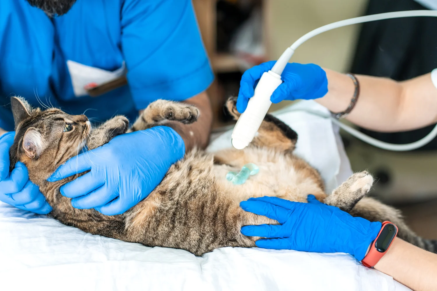Mejores zonas y barrios para encontrar hospitales veterinarios en Madrid
