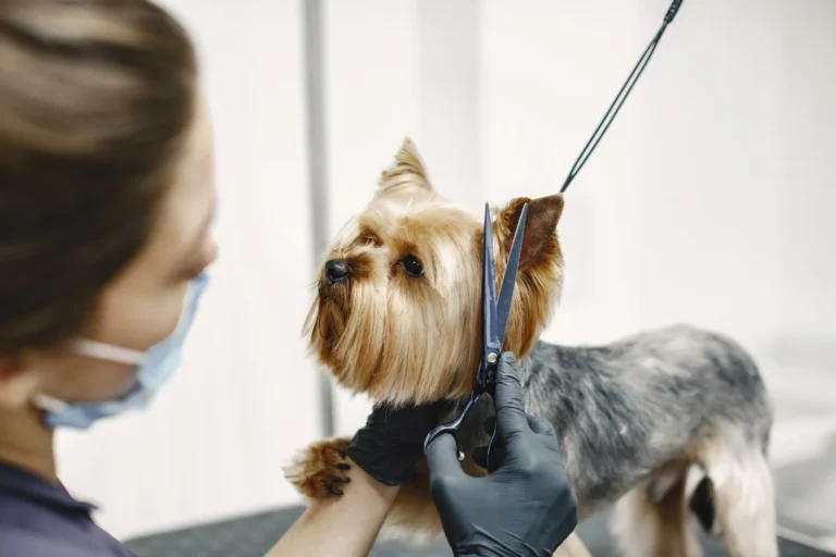 Mejores peluquerías caninas en Madrid