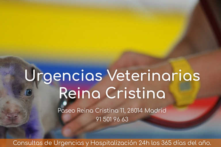 Urgencias Veterinarias Reina Cristina Urgencias Veterinarias Reina Cristina