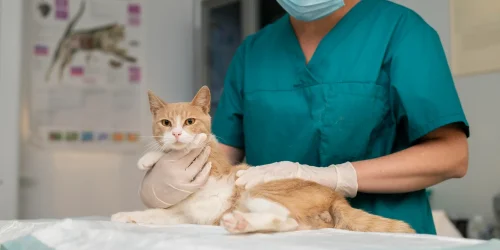 los mejores hospitales veterinarios en Madrid, mejores empresas madrid