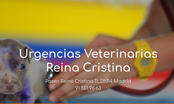 Urgencias Veterinarias Reina Cristina